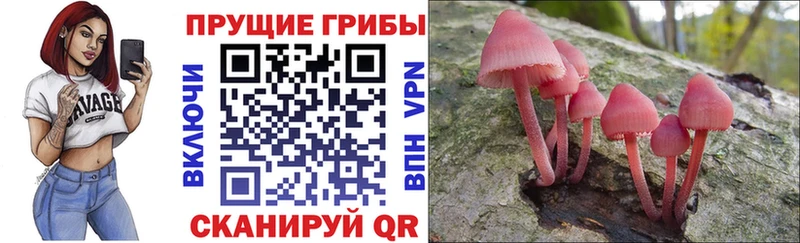Галлюциногенные грибы MAGIC MUSHROOMS  как найти наркотики  Карачаевск 